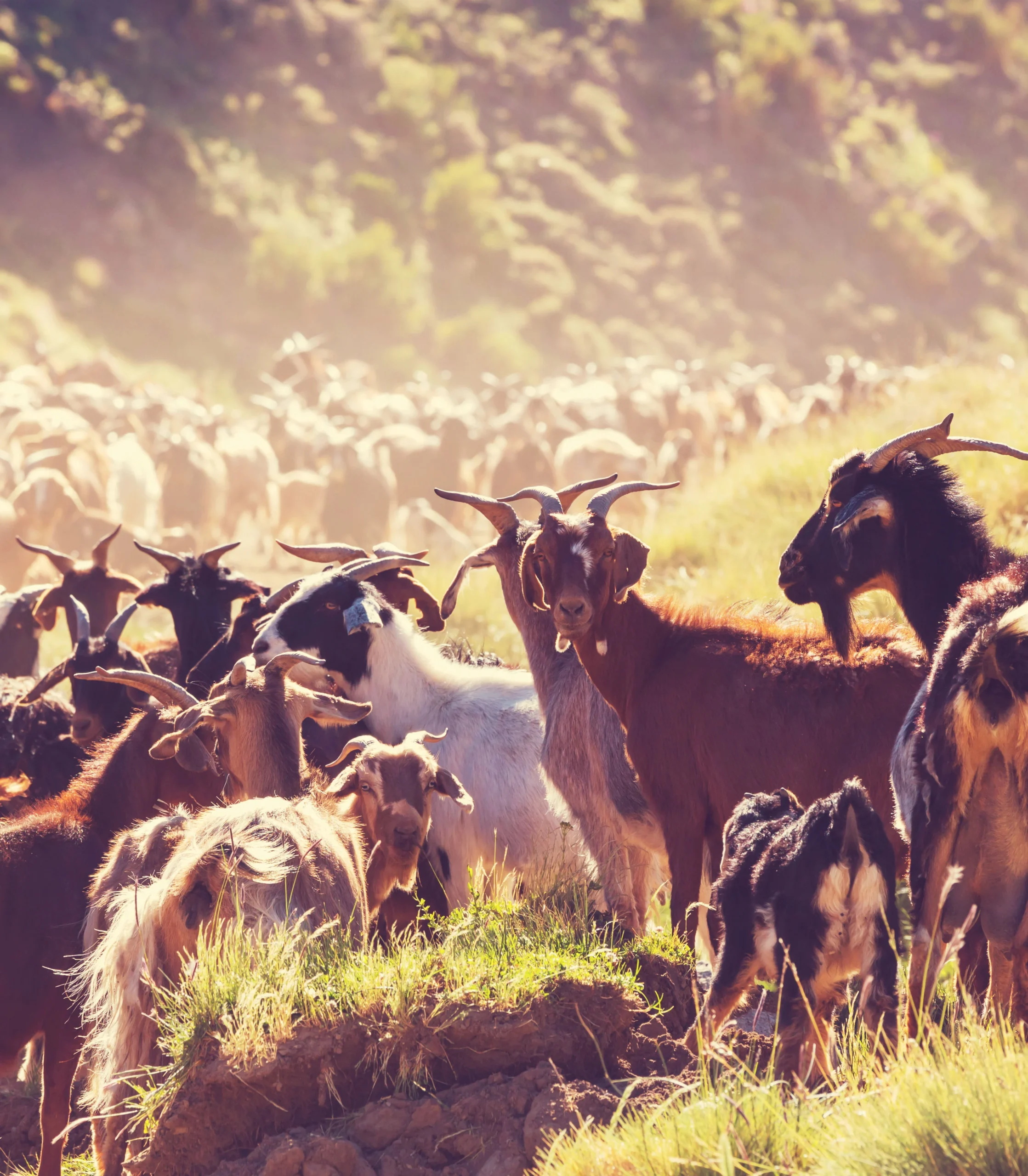 Ecological Goat Grazing Service Ecological Goat Grazing Service