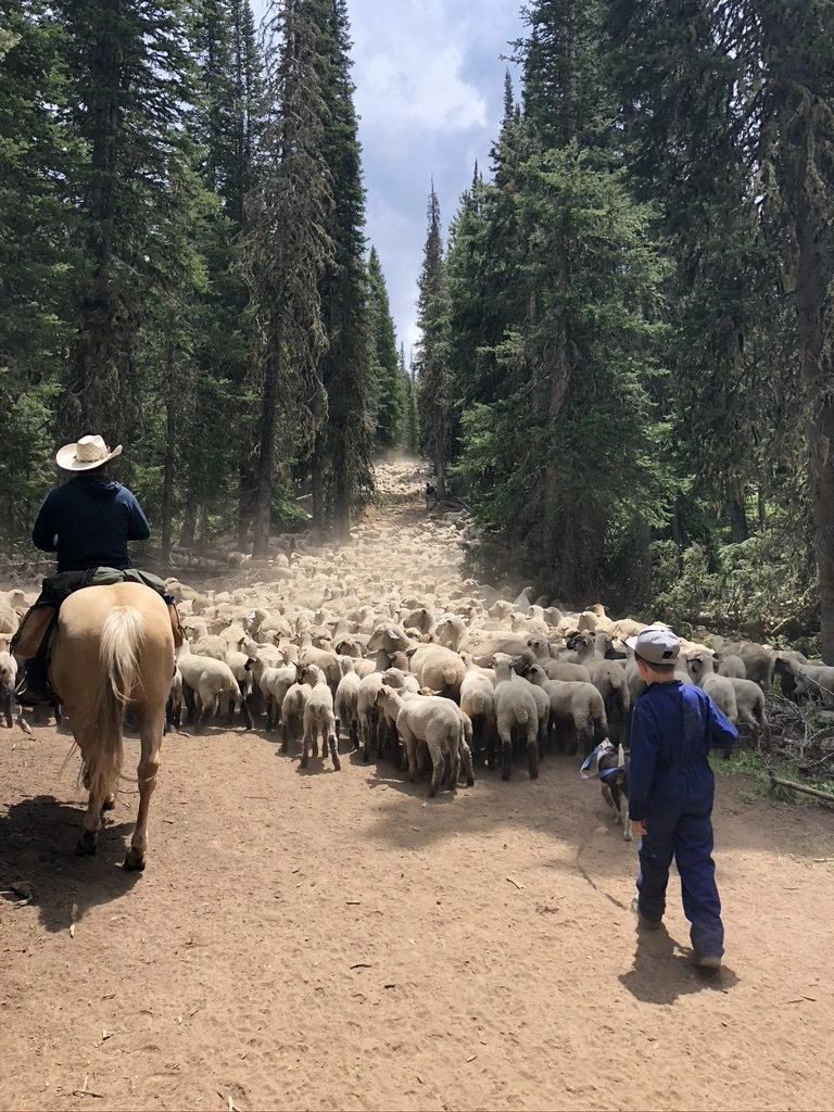 herding