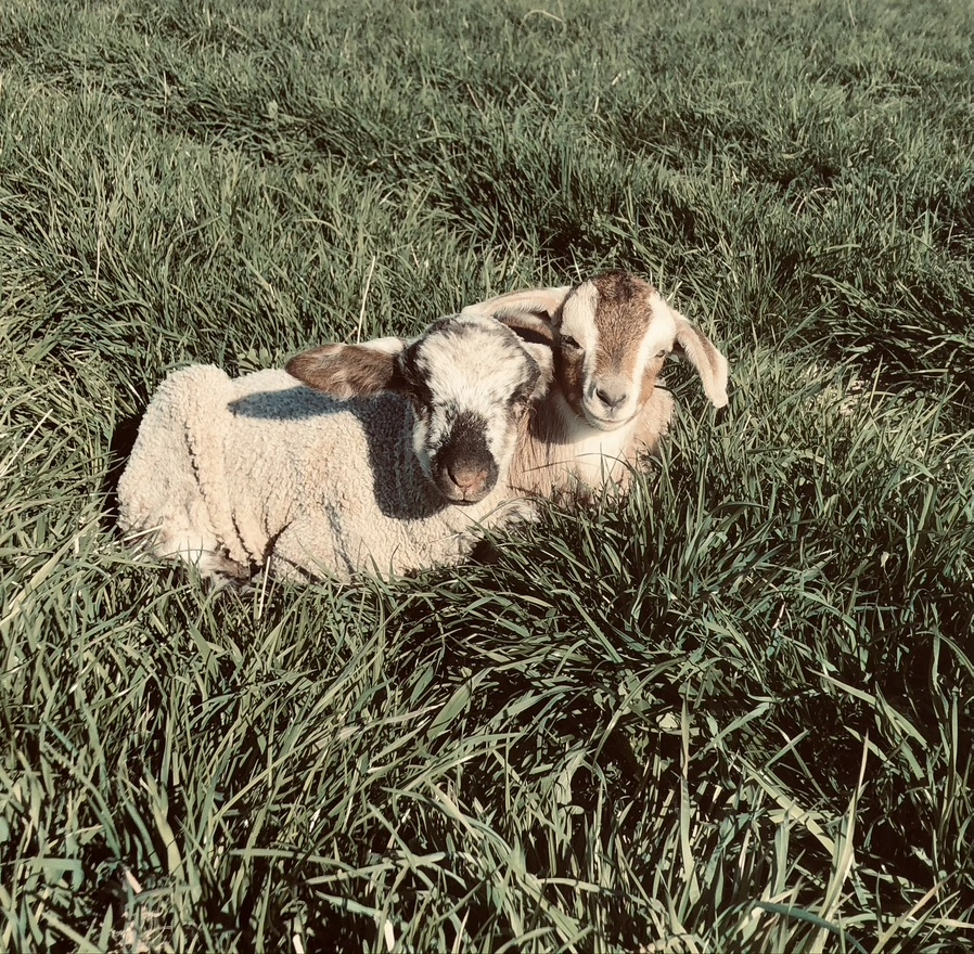 sheep